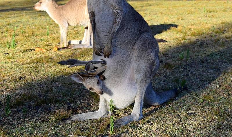 Bébé kangourou poche