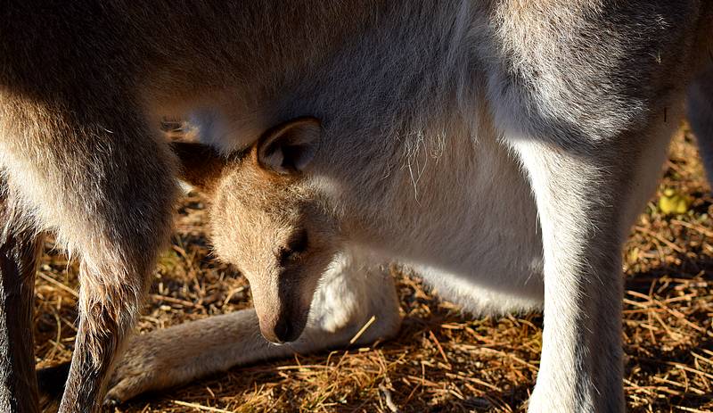 bébé kangourou