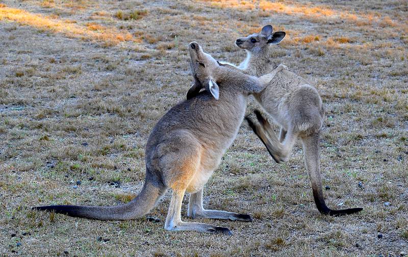 combat de kangourous