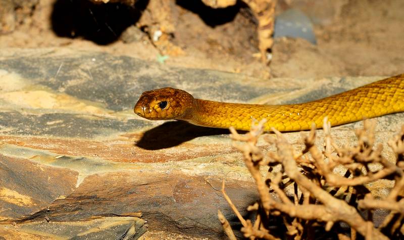serpent mortel australie