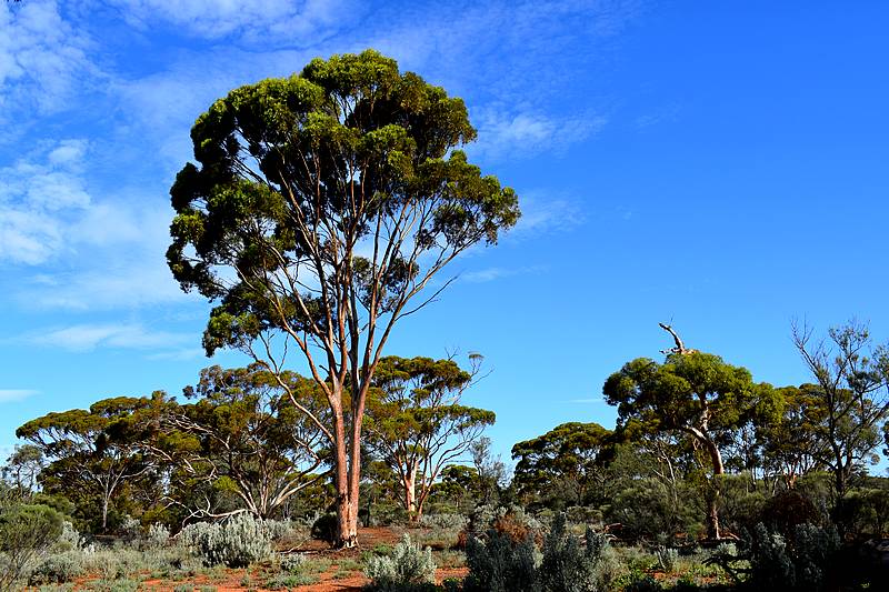 bush australien