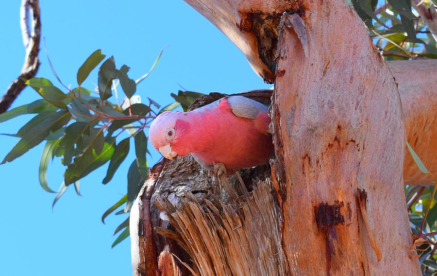 perroquet australie