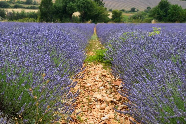 lavande provence