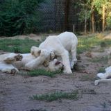 bebes tigres blanc