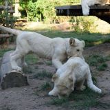 bebes-tigres blancs zoo amneville