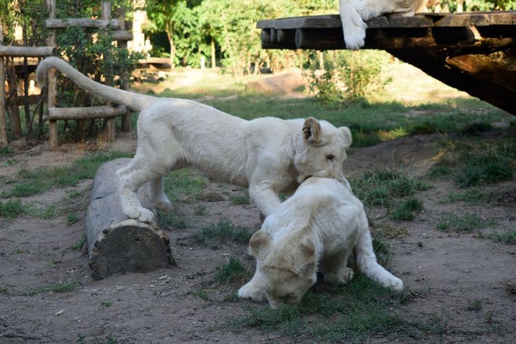 bebes-tigres-blancs-zoo-amneville