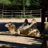 chameau zoo amnéville