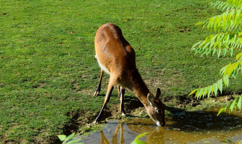 chevreuil-zoo-amneville