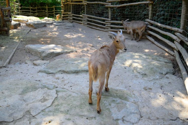 chevre-zoo-amneville