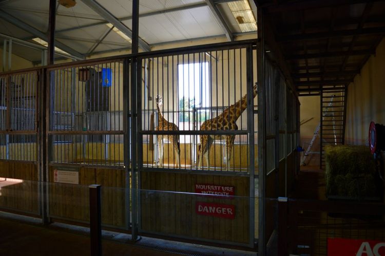 enclos-girafe-zoo-amneville