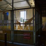 enclos girafe zoo amnéville