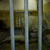 enclos rhinocéros zoo amnéville