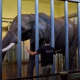 enclos éléphant zoo