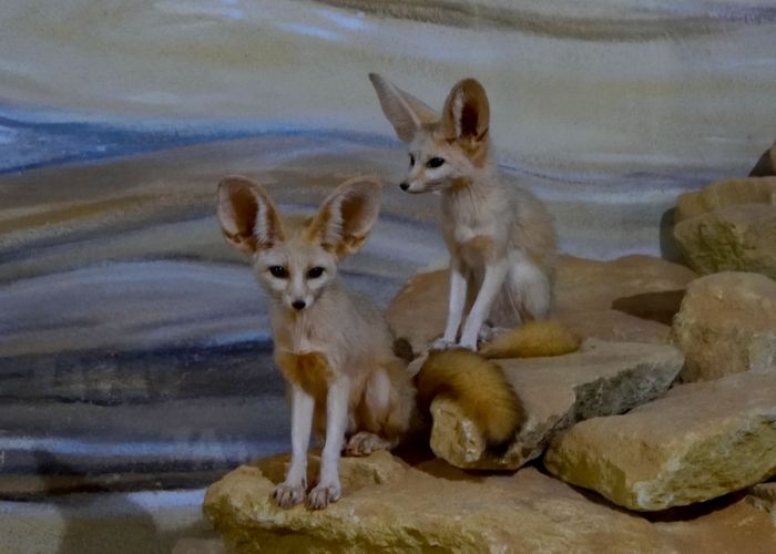 fennecs-zoo-amneville