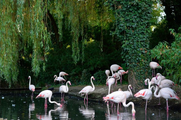 flamands-roses-zoo-amneville