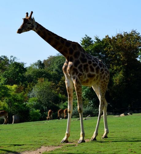 girafe-zoo-amneville