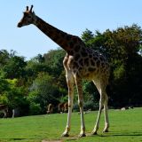 girafe zoo amneville