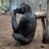gorille penseur