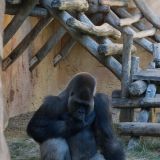 gorilles zoo amnéville