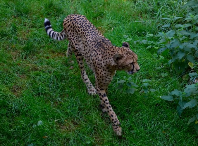 guepard-zoo-amneville