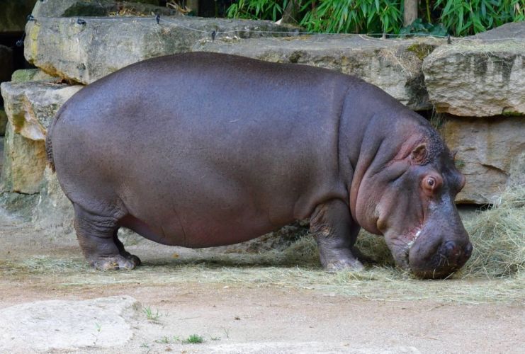 hippopotame-zoo-amneville