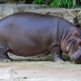 hippopotame zoo amneville