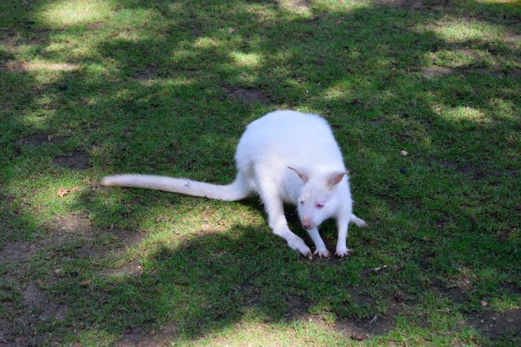 kangourou-albinos-zoo-amneville