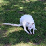 kangourou albinos zoo amnéville