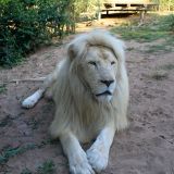 lion blanc male zoo amneville