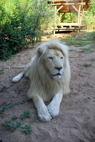 lion-blanc-male-zoo-amneville