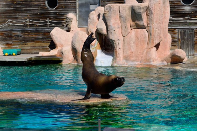 lion-de-mer-zoo-amneville