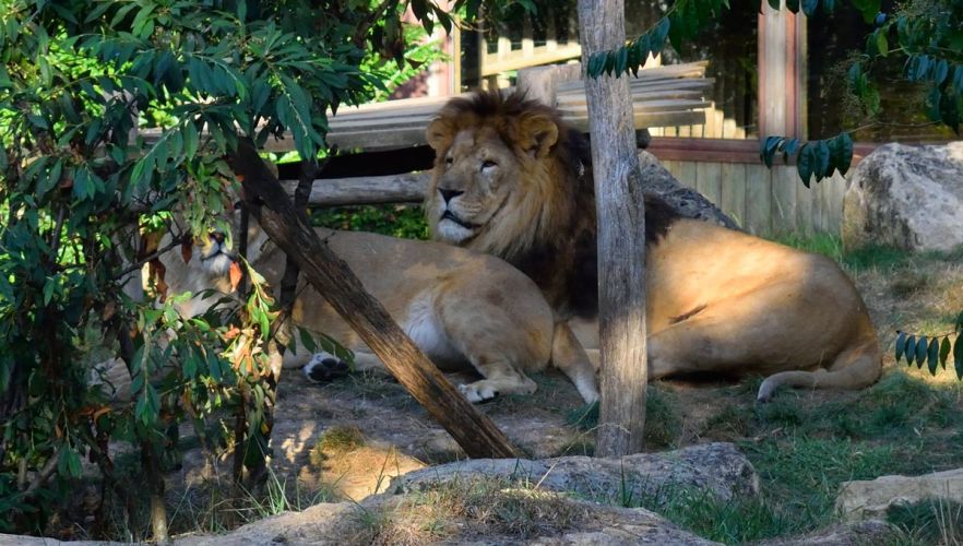 lion-lionnes-zoo-amneville