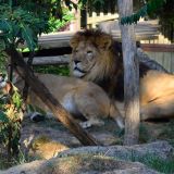 lion zoo amnéville