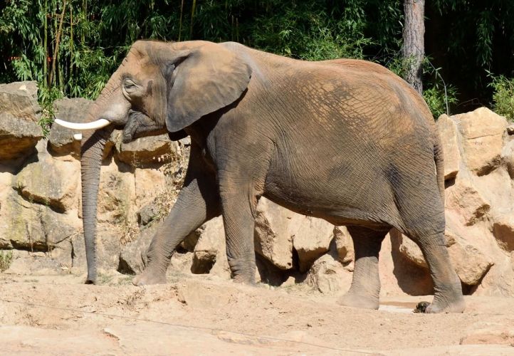 elephant zoo amneville