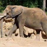 elephant zoo amneville