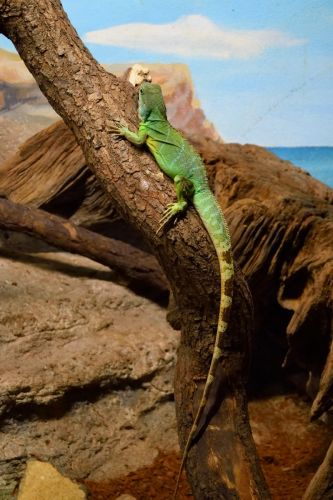 lezard-zoo-amneville