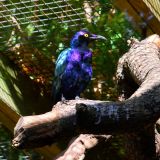 oiseau violet