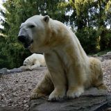 ours polaire zoo amnéville