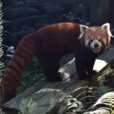 panda roux amnéville