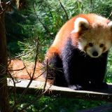 panda roux zoo amnéville