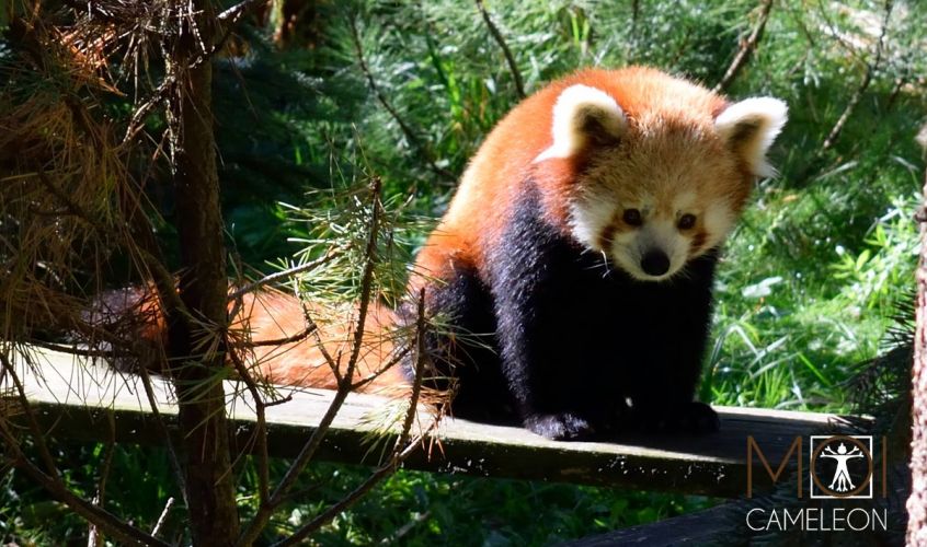 panda-roux-zoo-amneville