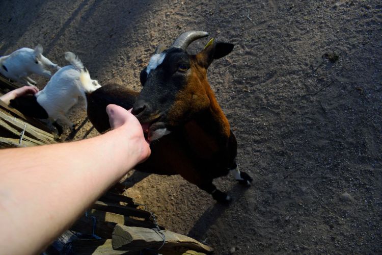 petite-ferme-zoo-amneville