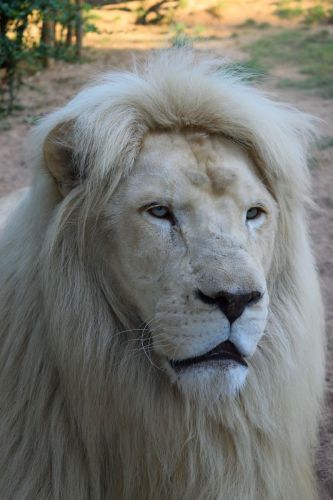 portrait-lion-blanc-zoo