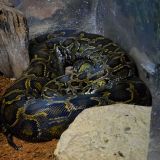 python zoo amnéville