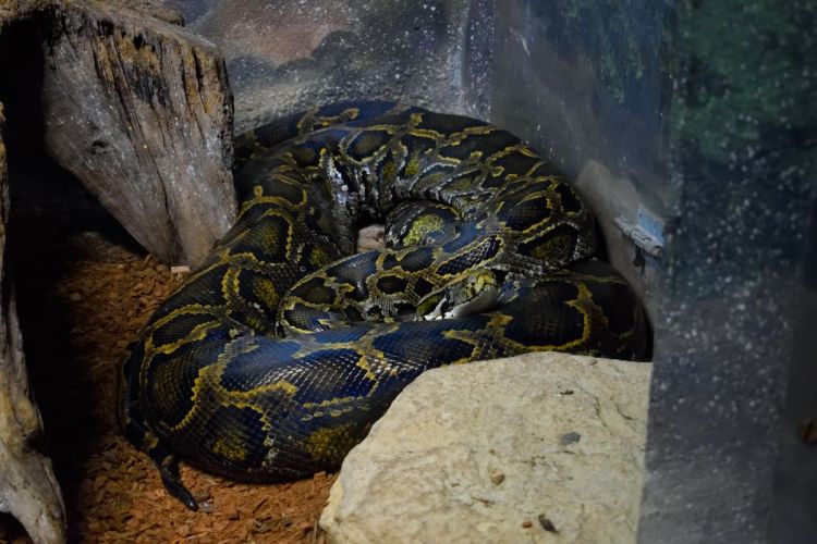 python-zoo-amneville