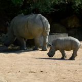 rhinoceros zoo amnéville