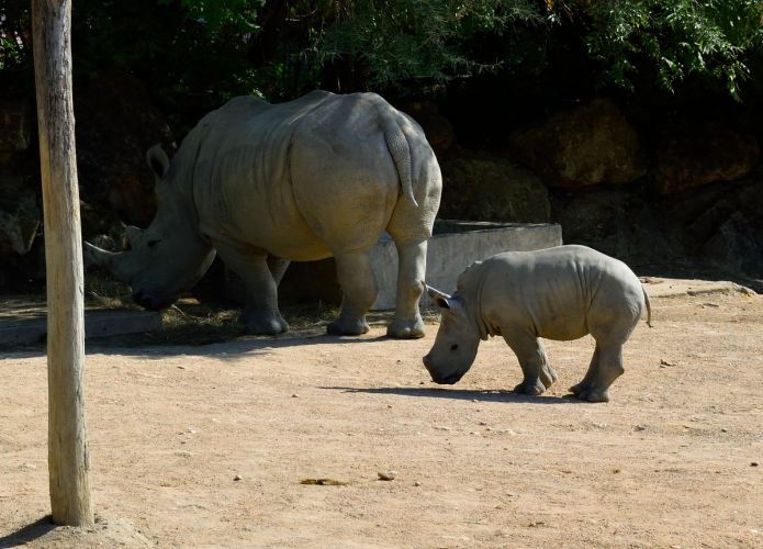 rhinoceros-zoo-amneville