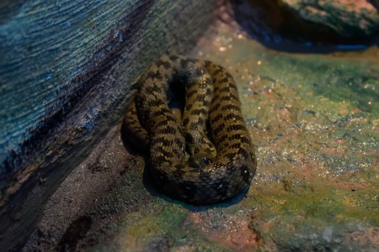 serpent-zoo-amneville-vivarium