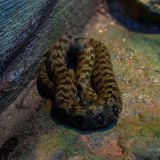serpent zoo amnéville
