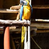 spectacle perroquet zoo amnéville